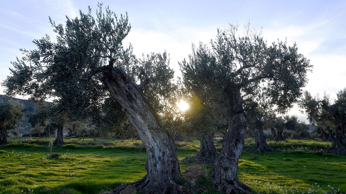 Španělští pěstitelé kácejí staleté olivovníky, snaží se snížit náklady